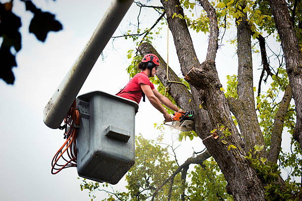 The Steps Involved in Our Tree Care Process in Belmont Estates, VA